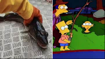 Peixe encontrado na Groenlândia e cena de Os Simpsons - Reprodução e Divulgação/FOX