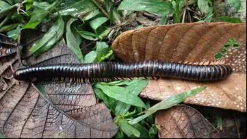 Centopeia gigante marrom-escura encontrada em Madagascar - Divulgação/Dmitry Telnov