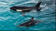 Orcas nadando no Parque de Exposições Animal Marineland, na França - Getty Images