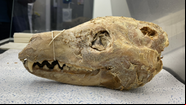 Um crânio de tigre-da-Tasmânia - Colossal Biosciences