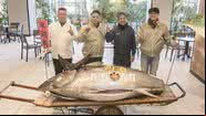 Peixe arrematado em leilão - Divulgação/Grupo Onodera