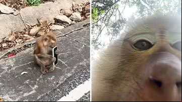 Macaco rouba celular de turista e tira "selfie" - Reprodução/TikTok (@justinefortemps)Na Tailândia, é comum que macacos se aproximem de turistas, frequentemente tentando roubar objetos pessoais, como celulares, câmeras e alimentos. Esses animais, especialmente em áreas turísticas, aprenderam que os itens