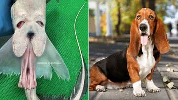 Roman Fedortsov encontrou criatura bizarra parecida com cão basset - Reprodução/Instagram/@rfedortsov_official_ e Getty Images