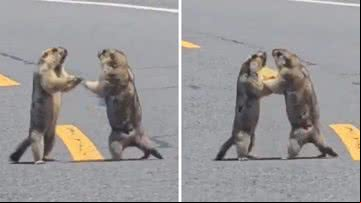 Briga de marmotas para trânsito na China - Reprodução/X
