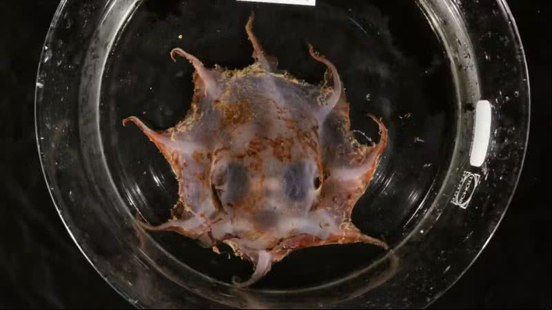 Fotografia de nova espécie de polvo descoberta na Austrália - Divulgação/CSIRO/Cindy Bessey