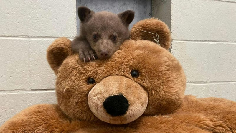 Filhote de urso-negro criado pela San Diego Humane Society - Divulgação/San Diego Humane Society