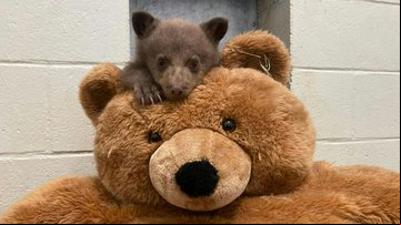 Filhote de urso-negro criado pela San Diego Humane Society - Divulgação/San Diego Humane Society