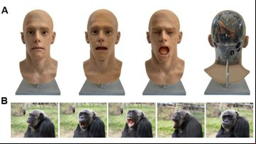 Expressões faciais do robô e exemplos de bocejo em chimpanzés - Divulgação/Scientific Reports