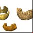 Reconstrução 3D de fósseis de mandíbula e maxila utilizados na pesquisa