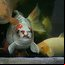Bob, carpa koi com "rosto humano"
