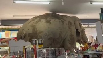 Elefante invadiu estabelecimento comercial na Tailândia - Divulgação/Facebook