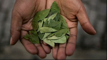 Folhas de coca - Getty Images