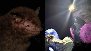 Pesquisadores da Fiocruz descobriram nova espécie de morcego no Brasil - Divulgação/Fiocruz