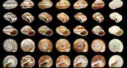 Imagem ilustrativa de conchas de moluscos - Wikimedia Commons