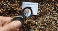 Um dos ossos encontrados e identificados como de denisovanos - Foto: Reprodução / Katerina Douka
