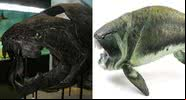 Fóssil e reconstrução artística do peixe Dunkleosteus terreli - Ghedoghedo e Matteo De Stefano/MUSE via Wikimedia Commons