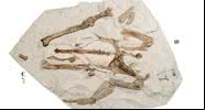 Fóssil do pinguim gigante descoberto na Nova Zelândia - Divulgação/Journal of Vertebrate Paleontology