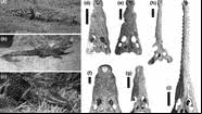 Fósseis de crocodilos entre 15 e 18 milhões de anos foram descobertos pelos pesquisadores da Universidade de Iowa - Divulgação/Christopher Brochu, Universidade de Iowa