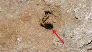 Abelha encontrada na caverna Shanidar - Reprodução / E. Pomeroy