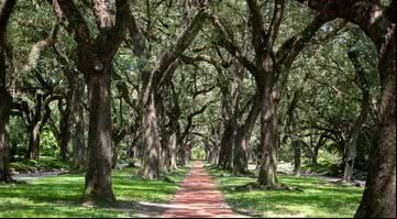Imagem ilustrativa de bairro com área verde - Flickr