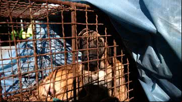 Cachorro levado para a manifestação em Seoul - Getty Images