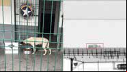 Imagem de um dos cães resgatados e do scanner que os localizou - Divulgação/Receita Federal