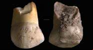 Dente encontrado na Itália - Divulgação/Journal of Human Evolution