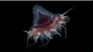 Água-viva imortal - Divulgação / Woods Hole Oceanographic Institution