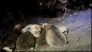 Ninhada de pequenos lobos-vermelhos - Reprodução / Red Wolf Recovery Program
