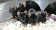 Ninhada de ratos oriunda de amostras de sêmen enviada à ISS - Divulgação/Teruhiko Wakayama/Universidade de Yamanashi