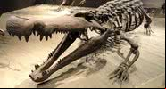 Esqueleto de Deinosuchus. - Wikimedia Commons